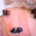 Puces d'oreilles Stella